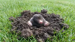 I talpe rovinano il prato? 9 modi per allontanarle senza danneggiare il terreno